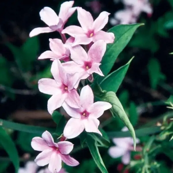  یاس صورتی (Pink Jasmine)