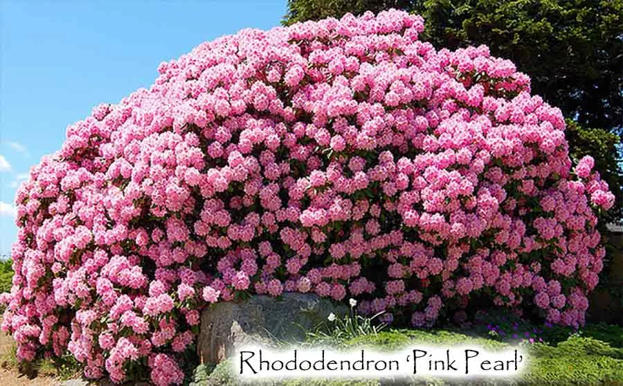 Rhododendron ponticum رودودندرون خرزه هندی مجموعه تولیدی سیدوس تولید کننده گلدان پلاستیکی سیدوس