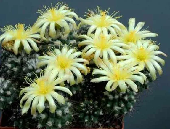 کاکتوس‌های بدون تیغCactuses without thorns
گلدان پلاستیکی  Plastic pot,  plastic vase مجموعه تولیدی سیدوس ,تولید کننده گلدان پلاستیکی سیدوس ,بیش از 120نوع, اعم از گلدان استوانه ای پلاستیکی سیدوس,گلدان الماسی پلاستیکی سیدوس,گلدان مربعی پلاستیکی,گلدان مثلثی پلاستیکی,گلدان گرد پلاستیکی ,باکس مستطیلی,در اندازه های کاکتوسی تا درختچه ای