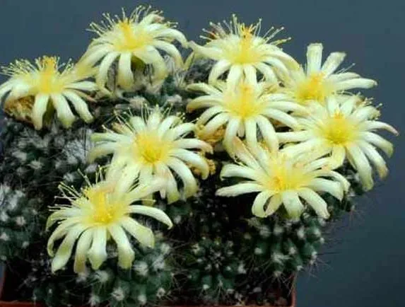کاکتوس بدون تیغ کاکتوس پینوسروفا (Pinnoseropha) مجموعه تولیدی سیدوس تولید کننده گلدان پلاستیکی سیدوس