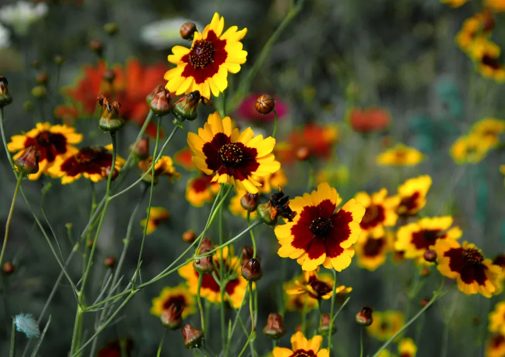 گل اشرفی (Lance-Leaf Tickseed)نام علمی: (Coreopsis lanceolata)
