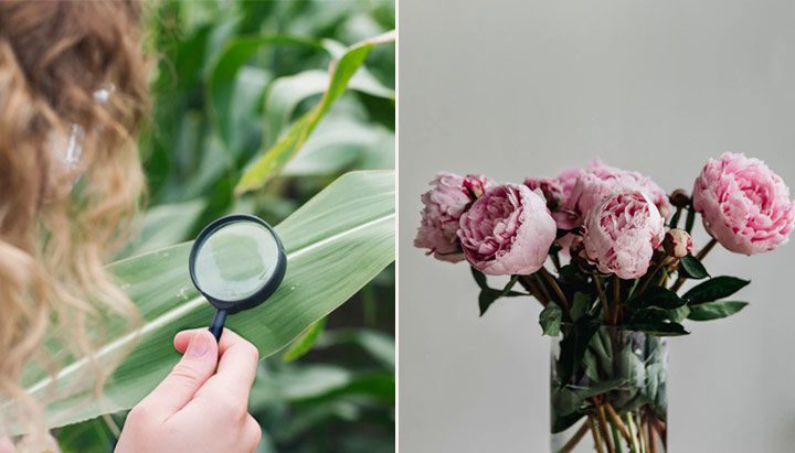 Peony flower or peony flower