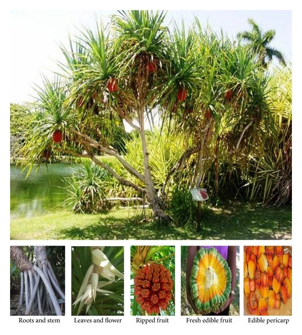 pandan پاندانوس
