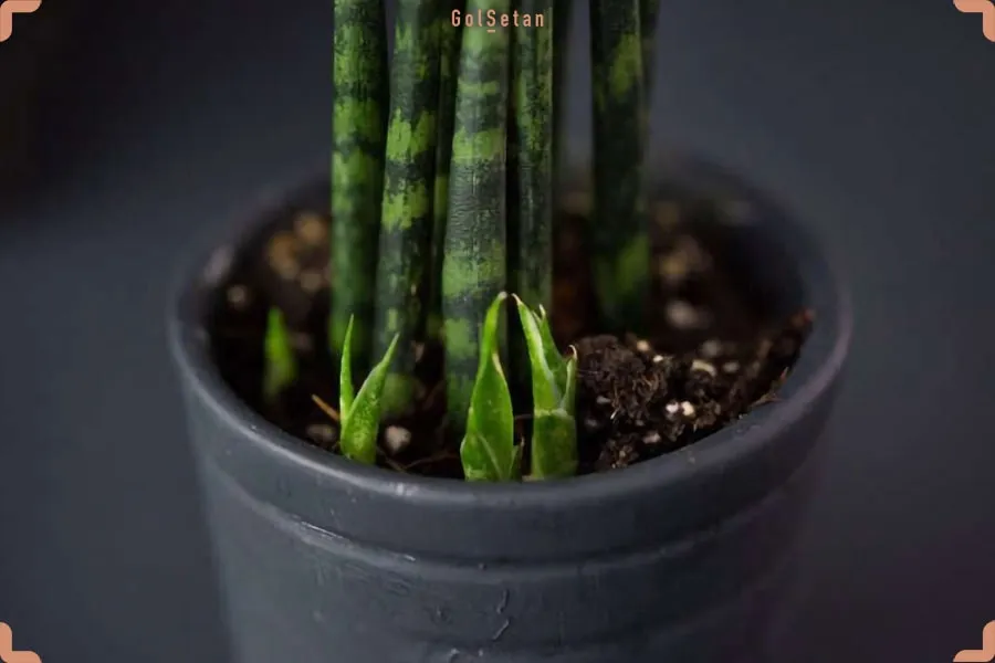 تکثیر گیاهان از بذر تا قلمه زنیPlant propagation from seed to cuttings
مجموعه تولیدی سیدوس ,تولید کننده گلدان پلاستیکی سیدوس ,بیش از 120نوع, اعم از گلدان استوانه ای پلاستیکی سیدوس,گلدان الماسی پلاستیکی سیدوس,گلدان مربعی پلاستیکی,گلدان مثلثی پلاستیکی,گلدان گرد پلاستیکی ,باکس مستطیلی,در اندازه های کاکتوسی تا درختچه ای