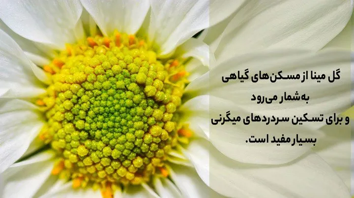 گل مینامینای چمنی
دِیْزی چمنی، مینای معمولی و مینای انگلیسی,مینای چینی,مینای افریقایی یا چشم آبی
Aster+  Michaelmas Daisy
(Bellis perennis)
مجموعه تولیدی سیدوس تولید کننده گلدان پلاستیکی سیدوس
