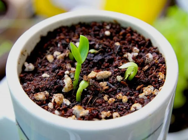 گل سیلفیوم perfoliatum Silphium خانوادهAsteraceae مجموعه تولیدی سیدوس ,تولید کننده گلدان پلاستیکی سیدوس