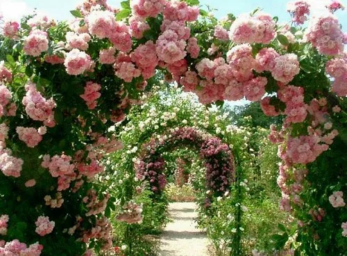 گل های رز رونده, Climbing roses (11 types) مجموعه تولیدی سیدوس ,تولید کننده گلدان پلاستیکی سیدوس