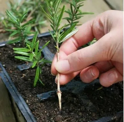 گیاه رزماری یا رومارَن یا اِکلیل کوهی و رز مریم Salvia rosmarinus تا سال ۲۰۱۷، با نام علمی Rosmarinus officinalis گلدان پلاستیکی Plastic pot, plastic vase مجموعه تولیدی سیدوس ,تولید کننده گلدان پلاستیکی سیدوس ,بیش از 120نوع, اعم از گلدان استوانه ای پلاستیکی سیدوس,گلدان الماسی پلاستیکی سیدوس,گلدان مربعی پلاستیکی,گلدان مثلثی پلاستیکی,گلدان گرد پلاستیکی ,باکس مستطیلی,در اندازه های کاکتوسی تا درختچه ای