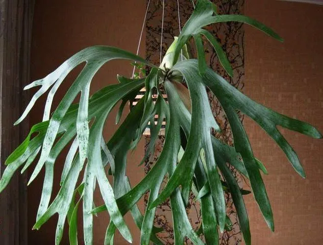 گل سرخس شاخ گوزنیPlatycerium bifurcatum
خانواده:Polypodiacea
زادگاه :جنوب شرقی استرالیا
مجموعه تولیدی سیدوس تولید کننده گلدان پلاستیکی سیدوس  با بیش از 120نوع گلدان پلاستیکی