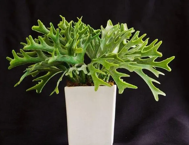 گل سرخس شاخ گوزنی Platycerium bifurcatum خانواده:Polypodiacea زادگاه :جنوب شرقی استرالیا مجموعه تولیدی سیدوس تولید کننده گلدان پلاستیکی سیدوس با بیش از 120نوع گلدان پلاستیکی