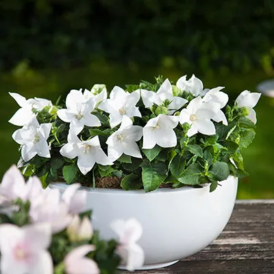 گل زنگوله ای چینی Platycodon Grandiflorus مجموعه تولیدی سیدوس تولید کننده گلدان پلاستیکی سیدوس تدوین:مینو غفوری ساداتیه آدرس اینستاگرام:gooldono.stand.sidoos@ تلفن:09308743868