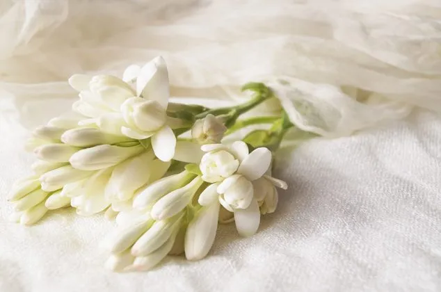 گل مریمPolianthes tuberosa
گل مریم به انگلیسی	Tuberous, Agave amica
نام‌های دیگر این گیاه	گل دندان فیلی و زنبق Polyanthus  و عاج گل و گل متورم
مجموعه تولیدی سیدوس تولید کننده گلدان پلاستیکی سیدوس