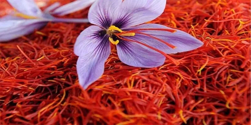 گل زعفران,زعفران سرگل, crocus-sativus, Crocus angustifolius مجموعه تولیدی سیدوس, تولید کننده گلدان پلاستیکی سیدوس 