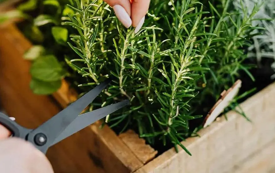 گیاه رزماری یا رومارَن یا اِکلیل کوهی و رز مریم Salvia rosmarinus تا سال ۲۰۱۷، با نام علمی Rosmarinus officinalis گلدان پلاستیکی Plastic pot, plastic vase مجموعه تولیدی سیدوس ,تولید کننده گلدان پلاستیکی سیدوس ,بیش از 120نوع, اعم از گلدان استوانه ای پلاستیکی سیدوس,گلدان الماسی پلاستیکی سیدوس,گلدان مربعی پلاستیکی,گلدان مثلثی پلاستیکی,گلدان گرد پلاستیکی ,باکس مستطیلی,در اندازه های کاکتوسی تا درختچه ای