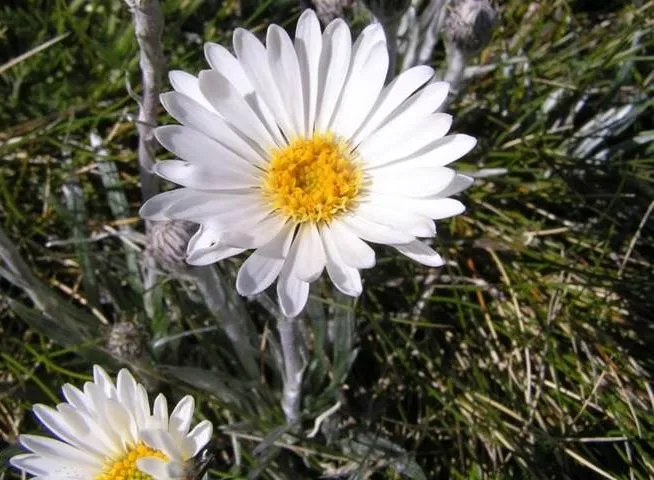 گل سلمیزیا، گل مرواریدی Celmisia walkeriنام خانواده Compositae مجموعه تولیدی سیدوس تولید کننده گلدان پلاستیکی سیدوس