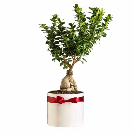 گلدان پلاستیکی گل بونسای وخواص شگفت انگیزآنPlastic bonsai flower pots and their amazing properties مجموعه تولیدی سیدوس ,تولید کننده گلدان پلاستیکی سیدوس ,بیش از 120نوع, اعم از گلدان استوانه ای پلاستیکی سیدوس,گلدان الماسی پلاستیکی سیدوس,گلدان مربعی پلاستیکی,گلدان مثلثی پلاستیکی,گلدان گرد پلاستیکی ,باکس مستطیلی,در اندازه های کاکتوسی تا درختچه ای,گلدان آجری