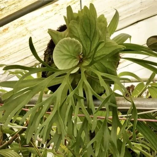 گل سرخس شاخ گوزنیPlatycerium bifurcatum
خانواده:Polypodiacea
زادگاه :جنوب شرقی استرالیا
مجموعه تولیدی سیدوس تولید کننده گلدان پلاستیکی سیدوس  با بیش از 120نوع گلدان پلاستیکی