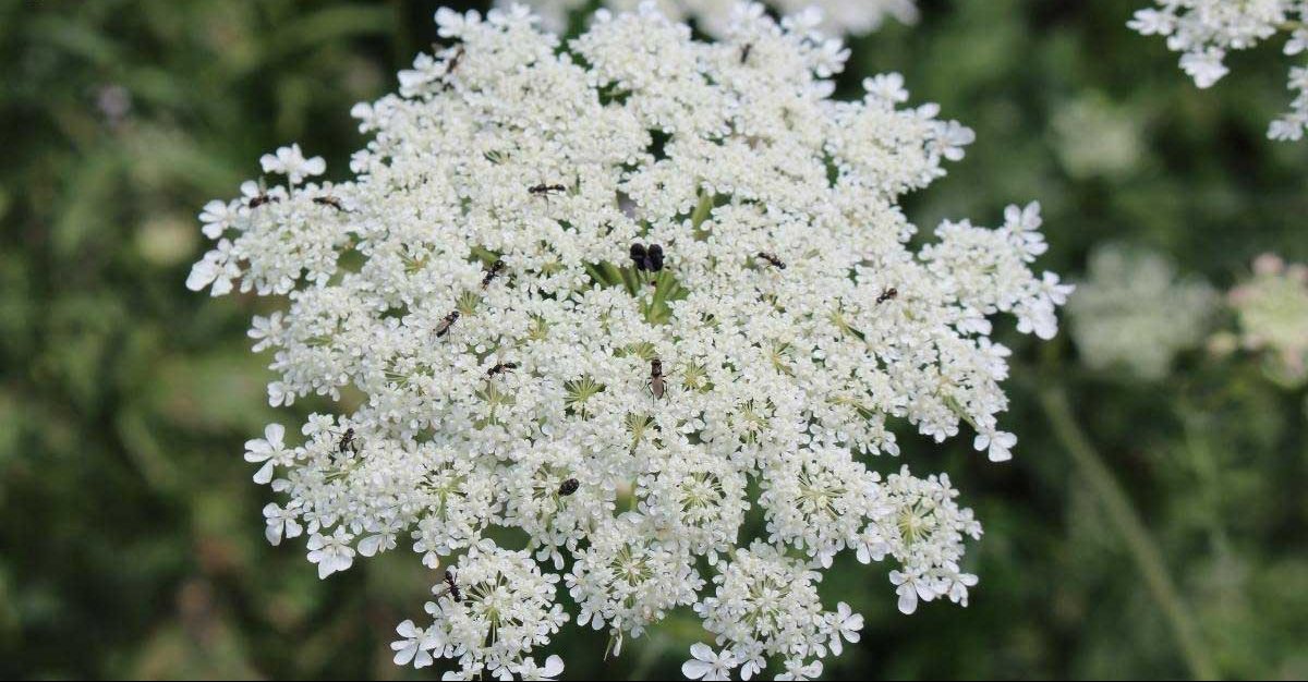 .گیاه هویج وحشی (Queen Annes Lace)نام علمی: (Daucus carota)