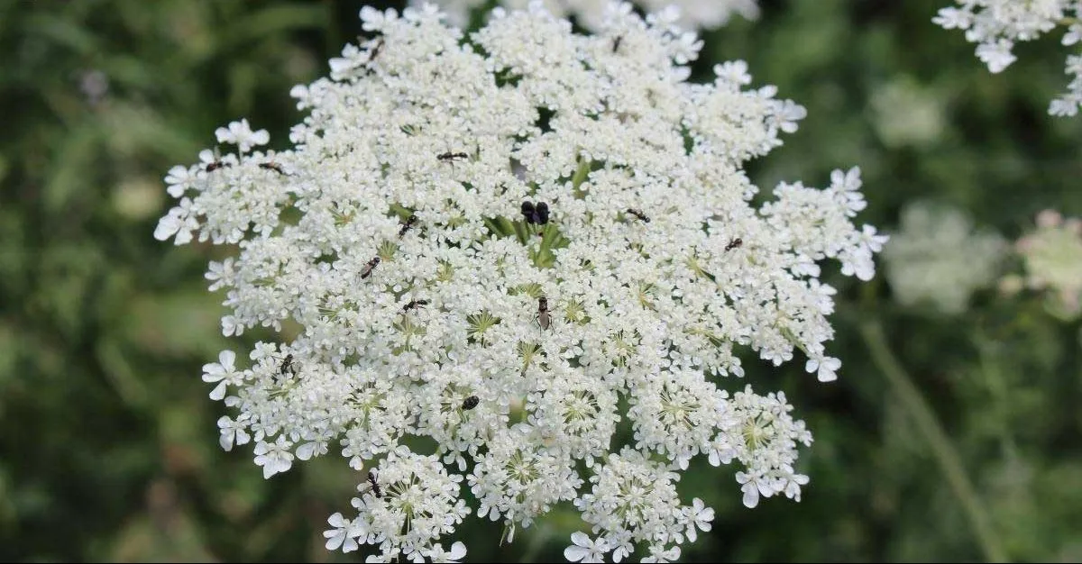 .گیاه هویج وحشی (Queen Annes Lace)نام علمی: (Daucus carota)
