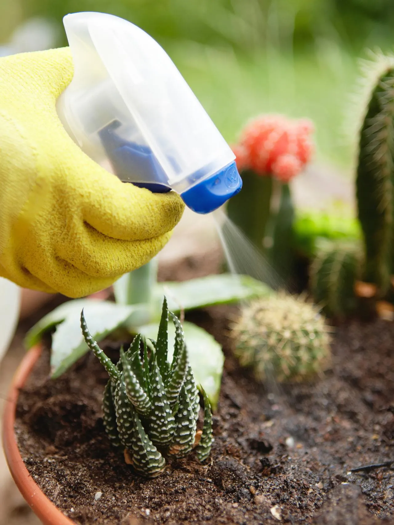 آبیاری کاکتوس و الزامات مربوطهCactus watering and related requirements
مجموعه تولیدی سیدوس ,تولید کننده گلدان پلاستیکی سیدوس ,بیش از 120نوع, اعم از گلدان استوانه ای پلاستیکی سیدوس,گلدان الماسی پلاستیکی سیدوس,گلدان مربعی پلاستیکی,گلدان مثلثی پلاستیکی,گلدان گرد پلاستیکی ,باکس مستطیلی,در اندازه های کاکتوسی تا درختچه ای