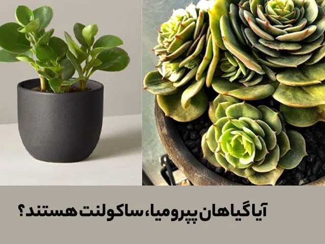 گل پپرومیا Rippleگل قاشقی Pepromia  , Pepromia Caperata
مجموعه تولیدی سیدوس تولید کننده گلدان پلاستیکی سیدوس