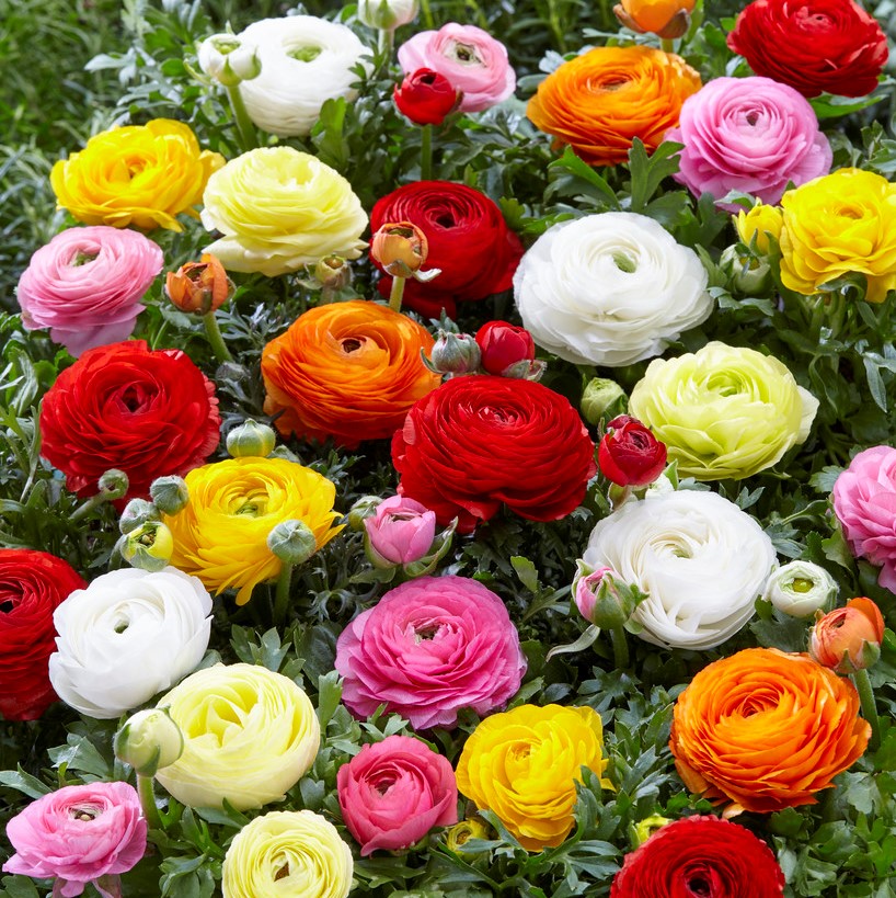 گل آلاله ایرانی (Persian Buttercup)نام علمی: (Ranunculus asiaticus)