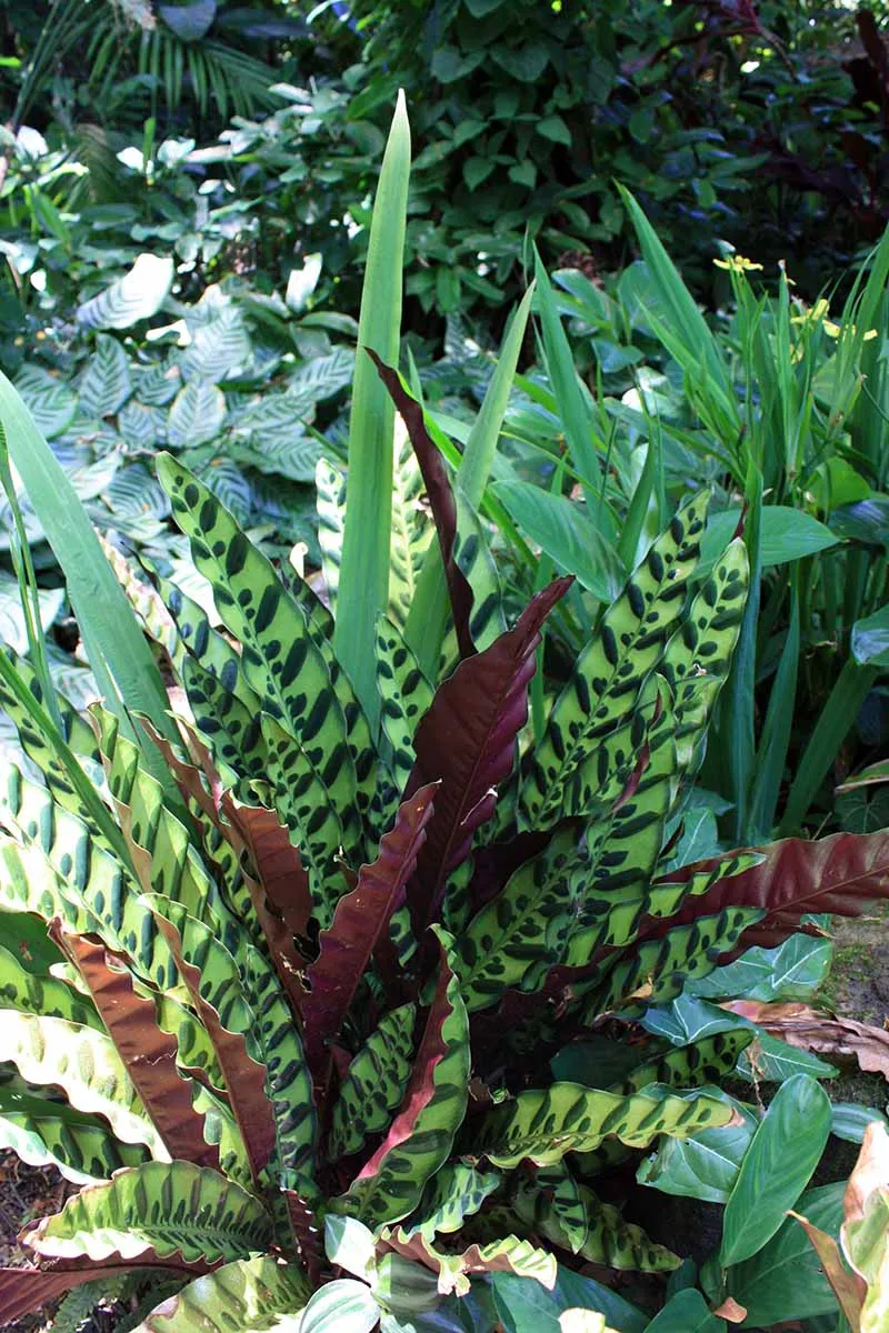  گیاه کالاتیا لانسیفولیا یا گیاهان مار زنگی (Calathea lancifolia)مجموعه تولیدی سیدوس تولید کننده گلدان پلاستیکی سیدوس