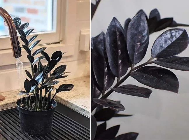 زاموفیلیا بلک (Zamioculcas zamiifolia 'Raven'مجموعه تولیدی سیدوس , تولید کننده انواع گلدان پلاستیکی سیدوس 