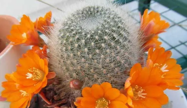 کاکتوس‌های بدون تیغ Cactuses without thorns گلدان پلاستیکی Plastic pot, plastic vase مجموعه تولیدی سیدوس ,تولید کننده گلدان پلاستیکی سیدوس ,بیش از 120نوع, اعم از گلدان استوانه ای پلاستیکی سیدوس,گلدان الماسی پلاستیکی سیدوس,گلدان مربعی پلاستیکی,گلدان مثلثی پلاستیکی,گلدان گرد پلاستیکی ,باکس مستطیلی,در اندازه های کاکتوسی تا درختچه ای