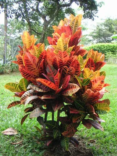 گیاه آپارتمانی کروتن پرتقالیOrange Croton Houseplant
مجموعه تولیدی سیدوس ,تولید کننده گلدان پلاستیکی سیدوس ,بیش از 120نوع, اعم از گلدان استوانه ای پلاستیکی سیدوس,گلدان الماسی پلاستیکی سیدوس,گلدان مربعی پلاستیکی,گلدان مثلثی پلاستیکی,گلدان گرد پلاستیکی ,باکس مستطیلی,در اندازه های کاکتوسی تا درختچه ای
