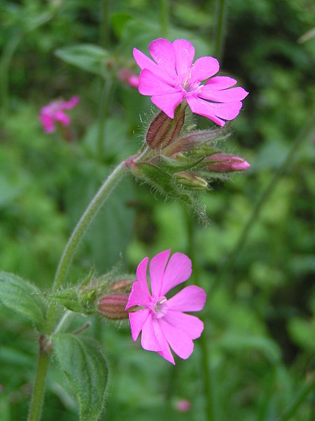 گیاه اردوی سرخ /گل سیلن دیوایکا (Red Campion)نام علمی: (Silene dioica)