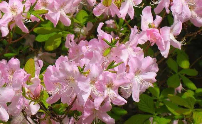گل رودودندرون شلیپنباخRhododendron ponticum رودودندرون خرزه هندی مجموعه تولیدی سیدوس تولید کننده گلدان پلاستیکی سیدوس