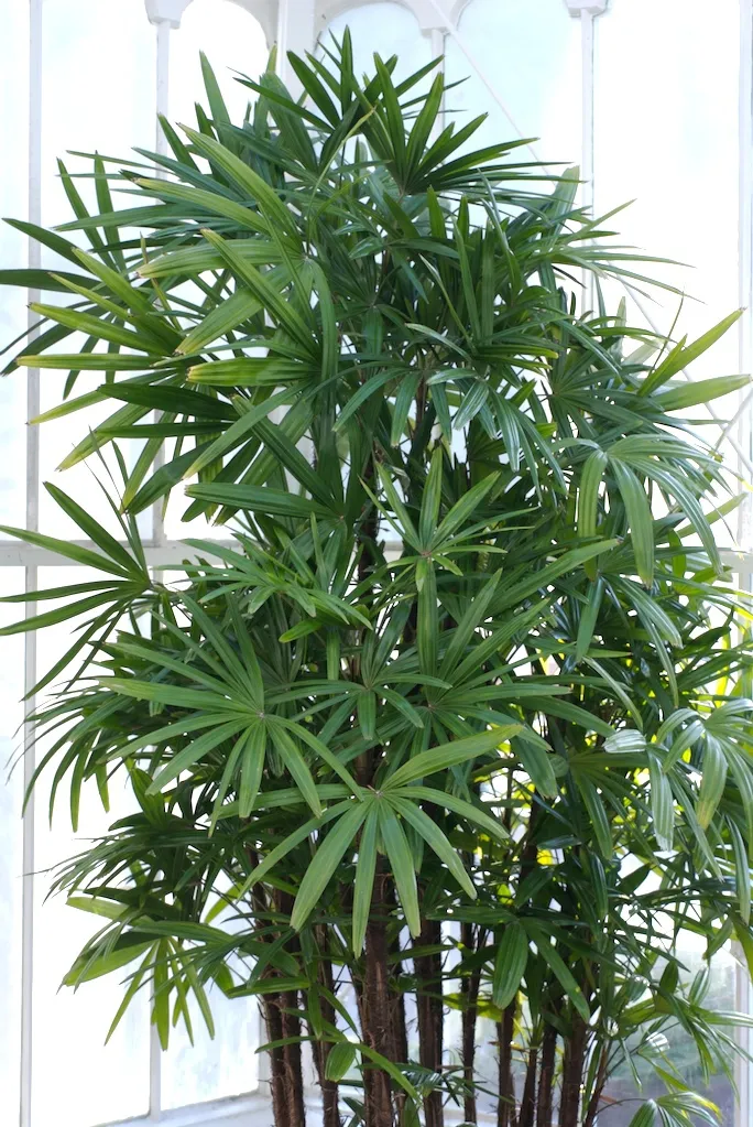 Lady palm نخل راپیس