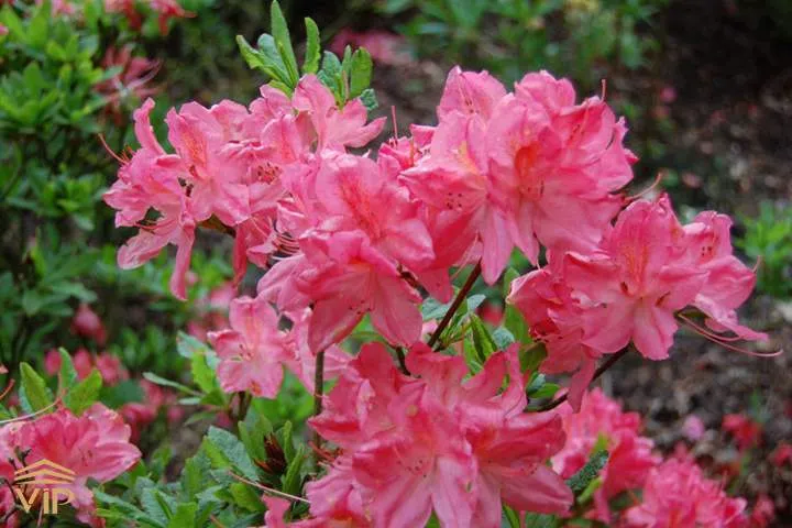  گل رودودندرون Rhododendron ponticum رودودندرون خرزه هندی مجموعه تولیدی سیدوس تولید کننده گلدان پلاستیکی سیدوس