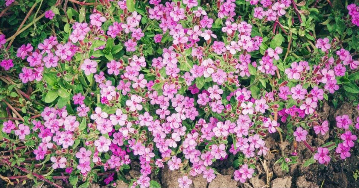 گل ساپوناریا اوسیمویدس (Rock Soapwort)نام علمی: (Saponaria ocymoides)