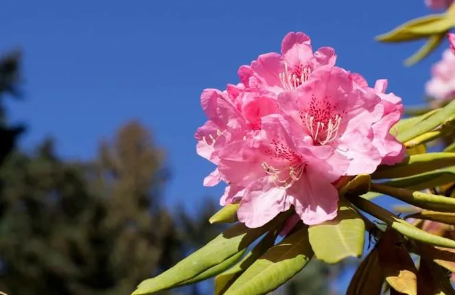 Rhododendron ponticum رودودندرون خرزه هندی مجموعه تولیدی سیدوس تولید کننده گلدان پلاستیکی سیدوس