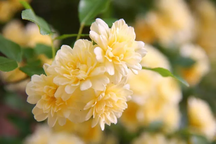 گل رز آبشار طلایی، گیاهی چندساله از جنس رزا (Rosa) و خانواده Rosaceae معمولا به عنوان رز Lady Banks در جهان شناخته میشودمجموعه تولیدی سیدوس ,تولید کننده گلدان پلاستیکی سیدوس