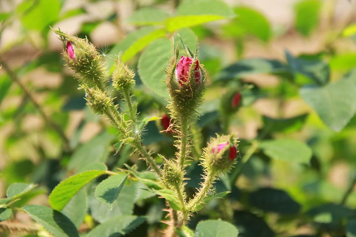 گل های بهاری وتابستانی مناسب باغچه (37گونه)Spring and summer flowers suitable for the garden (37 (species) مجموعه تولیدی سیدوس , تولید کننده گلدان های پلاستیکی سیدوس