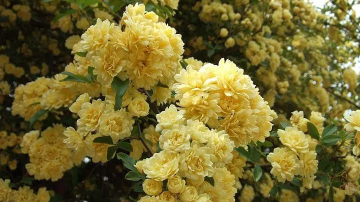 گل رز آبشار طلایی، گیاهی چندساله از جنس رزا (Rosa) و خانواده Rosaceae معمولا به عنوان رز Lady Banks در جهان شناخته میشودمجموعه تولیدی سیدوس ,تولید کننده گلدان پلاستیکی سیدوس