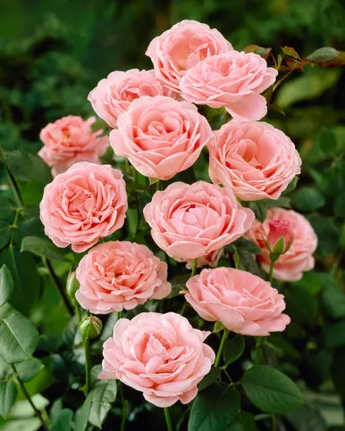 گل رز وشرایط نگهداری از آنRoses and their care requirements گلدان پلاستیکی Plastic pot, plastic vase مجموعه تولیدی سیدوس ,تولید کننده گلدان پلاستیکی سیدوس ,بیش از 120نوع, اعم از گلدان استوانه ای پلاستیکی سیدوس,گلدان الماسی پلاستیکی سیدوس,گلدان مربعی پلاستیکی,گلدان مثلثی پلاستیکی,گلدان گرد پلاستیکی ,باکس مستطیلی,در اندازه های کاکتوسی تا درختچه ای