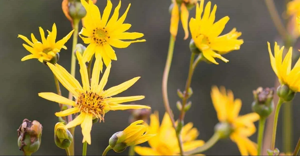 گل سیلفیوم (Rosinweed)نام علمی: (Silphium integrifolium)