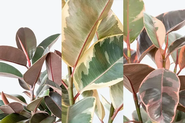 گیاه فیکوس الاستیکانام علمی این گیاه Ficus elastica و نام انگلیسی آن Rubber plant است مجموعه تولیدی سیدوس ,تولید کننده گلدان پلاستیکی سیدوس ,بیش از 120نوع, اعم از گلدان استوانه ای پلاستیکی سیدوس,گلدان الماسی پلاستیکی سیدوس,گلدان مربعی پلاستیکی,گلدان مثلثی پلاستیکی,گلدان گرد پلاستیکی ,باکس مستطیلی,در اندازه های کاکتوسی تا درختچه ای