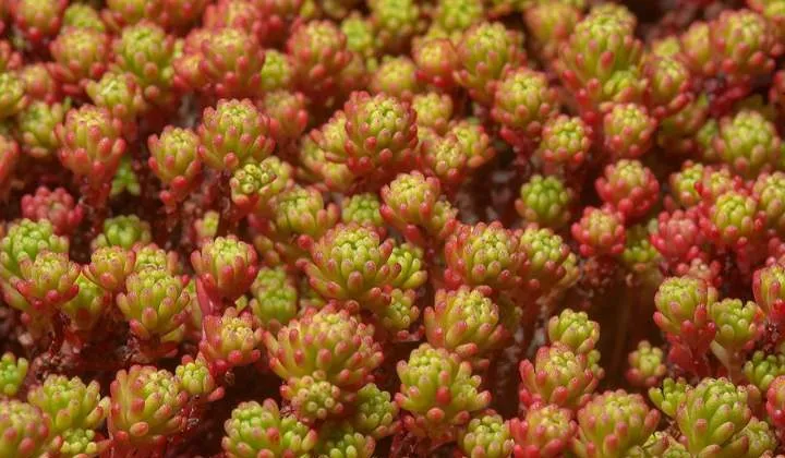 OLYMPUS DIGITAL گل سدوم (گل دم الاغی، گل یخی)SEDUM RUBROTINCTUM CAMERAگلدان پلاستیکی سیدوس multiceps