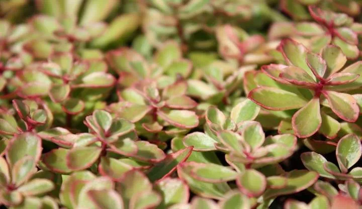 OLYMPUS DIGITAL گل سدوم (گل دم الاغی، گل یخی)SEDUM RUBROTINCTUM CAMERAگلدان پلاستیکی سیدوس multiceps