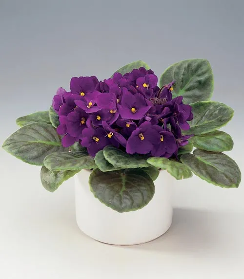بنفشه آفریقایی (African Violet)نام علمی: (Streptocarpus Saintpaulia)
