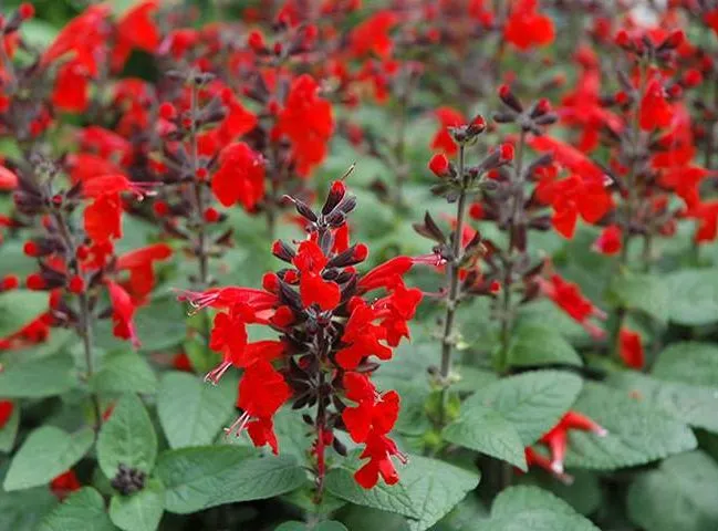گل سلوی دائمی یا مریم گلی زینتی با نام علمی “Salvia splendens” یکی از زیباترین گل‌های تابستانه است. مجموعه تولیدی سیدوس تولید کننده محصولات پلاسکو آشپزخانه وگلدان پلاستیکی سیدوس
