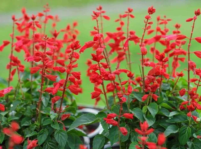 گل سلوی دائمی یا مریم گلی زینتی با نام علمی “Salvia splendens” یکی از زیباترین گل‌های تابستانه است. مجموعه تولیدی سیدوس تولید کننده محصولات پلاسکو آشپزخانه وگلدان پلاستیکی سیدوس