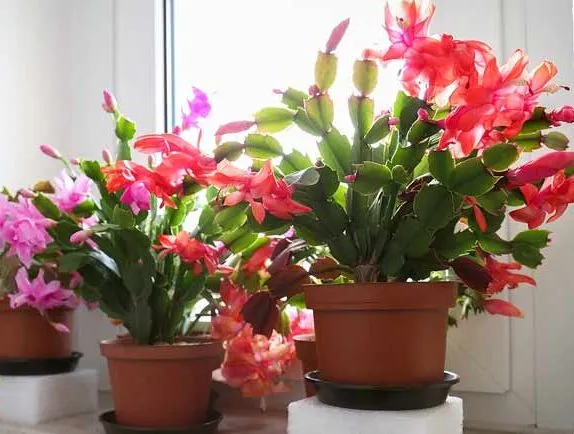 کاکتوس‌های بدون تیغ Cactuses without thorns گلدان پلاستیکی Plastic pot, plastic vase مجموعه تولیدی سیدوس ,تولید کننده گلدان پلاستیکی سیدوس ,بیش از 120نوع, اعم از گلدان استوانه ای پلاستیکی سیدوس,گلدان الماسی پلاستیکی سیدوس,گلدان مربعی پلاستیکی,گلدان مثلثی پلاستیکی,گلدان گرد پلاستیکی ,باکس مستطیلی,در اندازه های کاکتوسی تا درختچه ای