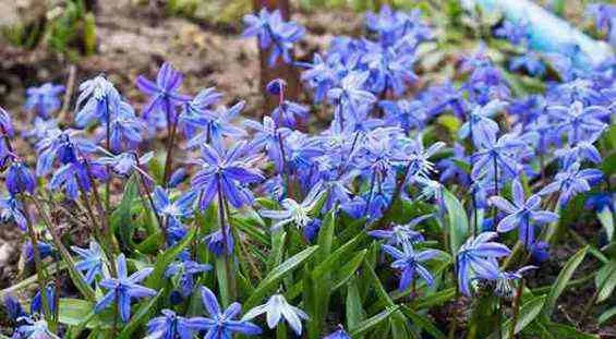 Scilla peruvianaگل نجم آبی مجموعه تولیدی سیدوس,تولید کننده گلدان های پلاستیکی سیدوسَ