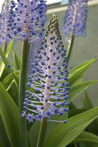 گل نجم آبی (Madeiran squill)نام علمی: (Scilla madeirensis)